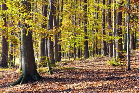 4 Different Types of Forests in Michigan | NatureNibble