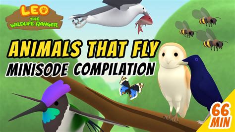 Animals That Fly Minisode Compilation - Leo The Wildlife Ranger ...