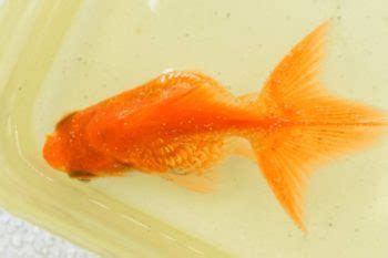 Goldfish Losing Scales? Here's What to Do | Pet Keen