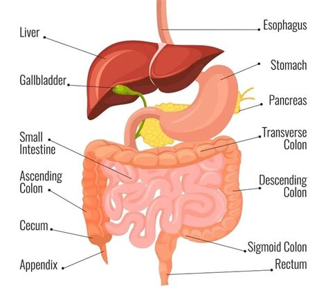 Gastrointestinal Cancer Care | Willamette Valley Cancer Institute