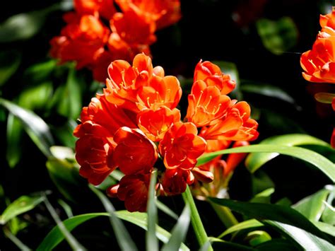 Clivia Plant - Care, Growing, Watering, Flowering, Propagation - Plant Index