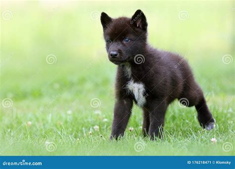 Timber Wolf German Shepherd Puppies