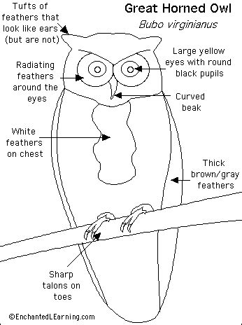 Emma Foster CGA&A: Character Design Sidekick: Owl Anatomy