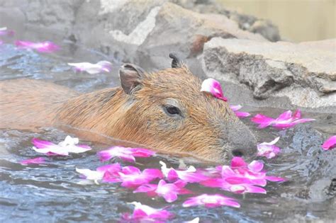 Celebrate 40 Years of Capybaras Soaking in Warm Waters at Izu Shaboten Zoo