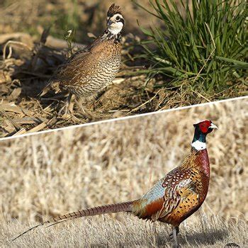 Pheasants Forever Annual Report: 1.7 Million Wildlife Habitat Acres Impacted in ‘15