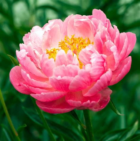 Plant Peonies in Your Flower Garden This Fall - Birds and Blooms