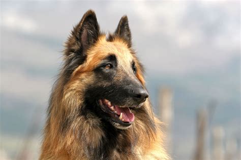 Belgian Shepherd Breed Information | Pet365