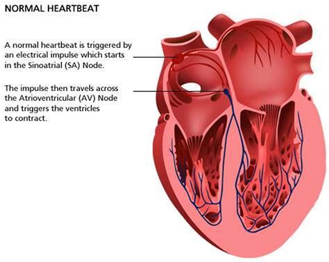 Pictures Of Atrioventricular Node