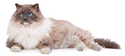 Los cuidados del ragdoll, un gato tan bonito como dócil