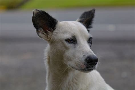 5 Canaan Dog Breeders Need Your Help To Make The Breed Famous