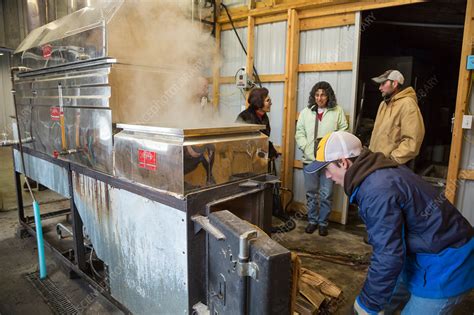 Maple syrup production - Stock Image - C036/0243 - Science Photo Library