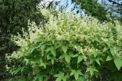 Wild Cucumber, Echinocystis lobata – Wisconsin Horticulture