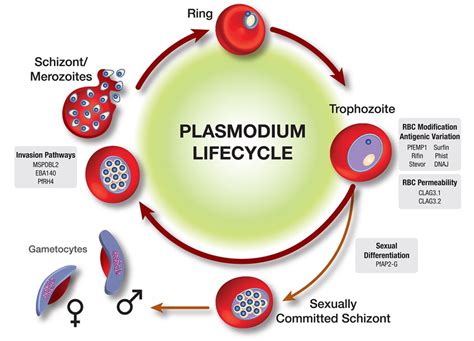 Plasmodium Lifecycle Illustration by Michael Cooper | Medical Illustration & Animation