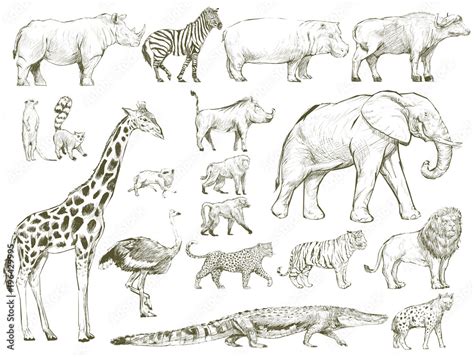 Safari wildlife animal sketch drawing set illustration Stock ...