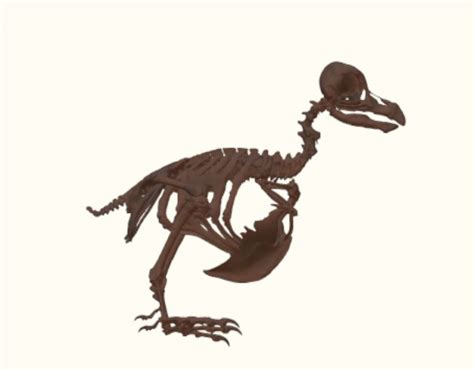 🦤 dodo bird skeleton | 3D models download | Creality Cloud