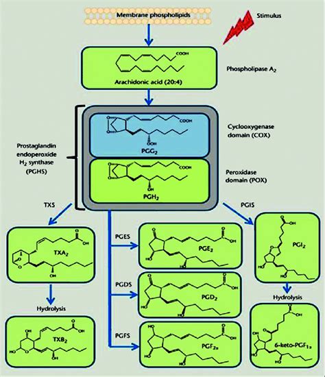 The cyclooxygenase pathway of the arachidonate cascade. In response to ...