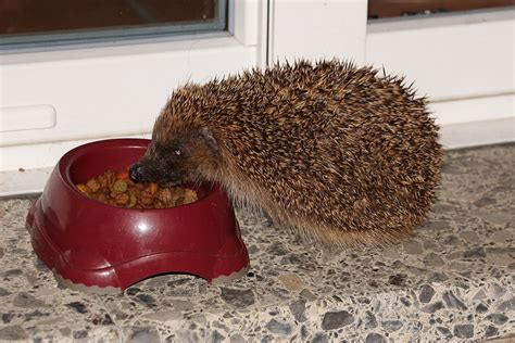 Hedgehog Feeding - Free photo on Pixabay