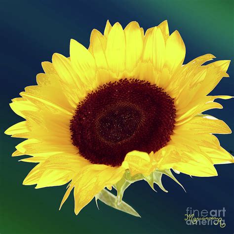 Single Sunflower Photograph by Mariarosa Rockefeller - Fine Art America