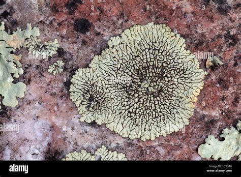 Crustose Lichen on Rock Stock Photo - Alamy