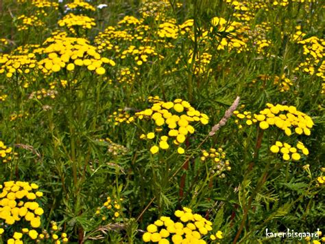 Karen`s Nature Photography: Yellow Blooming Tansy Flowers.