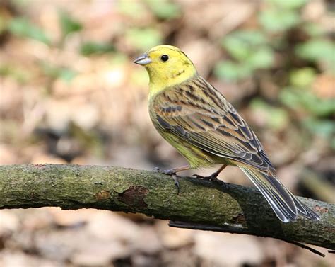 Yellowhammer | BirdForum