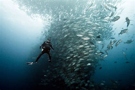 scuba diving in cocos island photo | One Big Photo