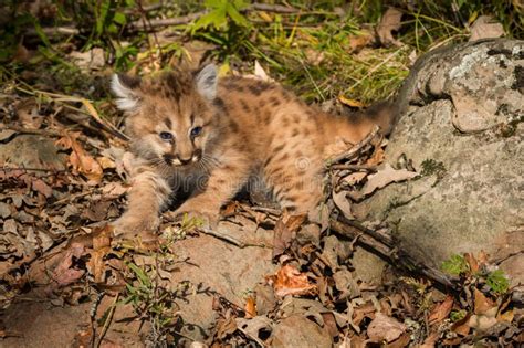 Female Cougar Kitten Puma Concolor Tries To Look Bigger Stock Image ...