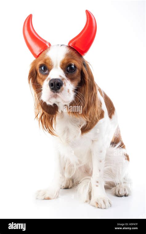 Devil dog illustration. King charles spaniel with devil hat. Evil dog ...