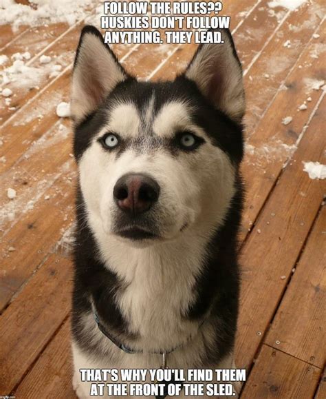 Dog Meme Face Husky - meme trends icons