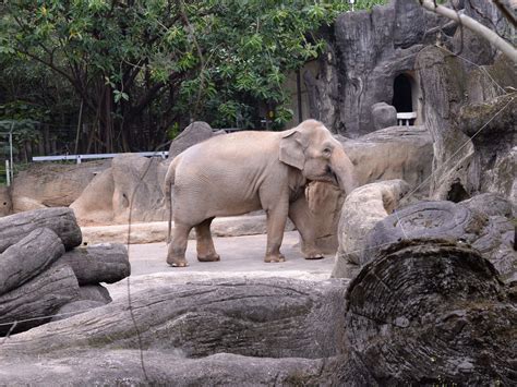 'Mali', The "World's Saddest Elephant" Dies After Four Decades In ...