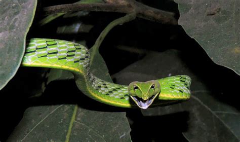 Green Vine Snake Facts! | Always Learning!