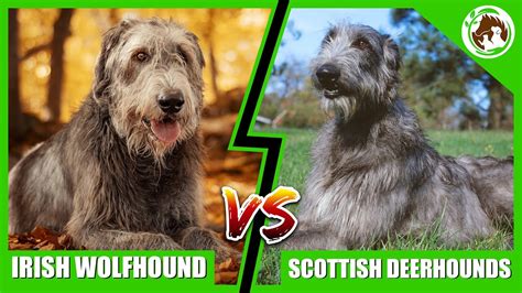 Irish Wolfhound vs Scottish Deerhound - Which One is Right for You ...