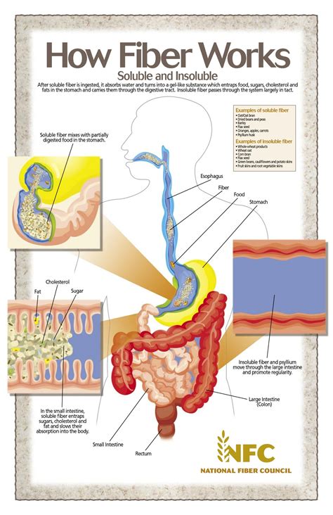 Dietary Fiber Benefits, Myths and Food List