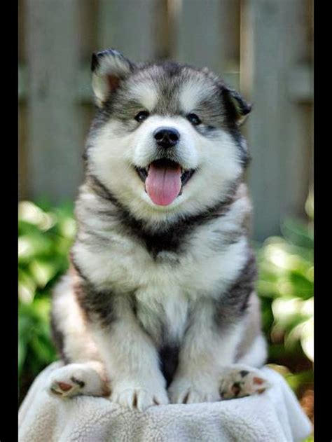 Cute puppy and dog: 3 Top Husky Puppies