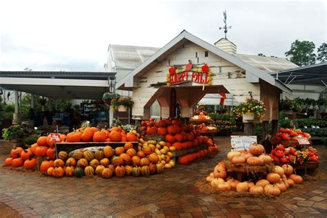 Pumpkin Patch 2018 | Pumpkin patch, Pumpkin, Fall festival