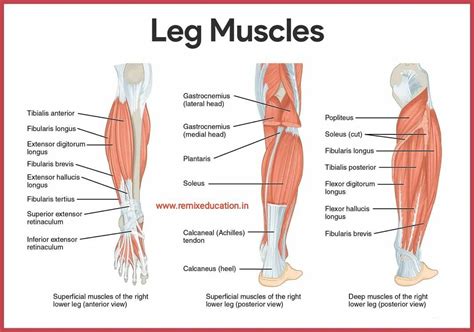 Leg muscles- label | Lower body muscles, Leg muscles, Muscular system anatomy