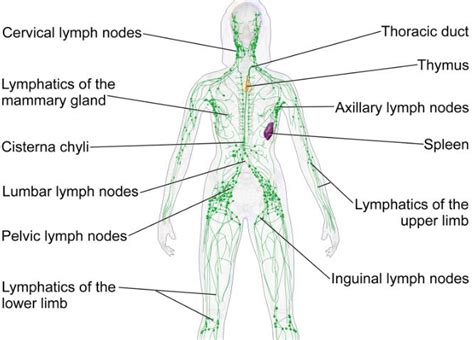 Lymph Nodes In The Groin Region