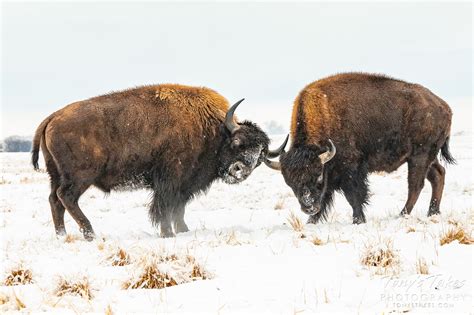 Bison battle for Tatanka Tuesday | Tony's Takes Photography