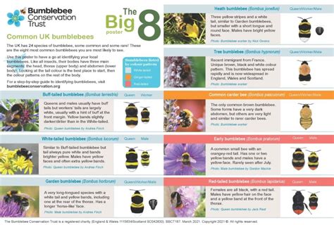 The Big 8: common UK bumblebees - Bumblebee Conservation Trust