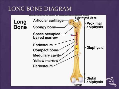 PPT - IB Skeletal system PowerPoint Presentation, free download - ID:2109816