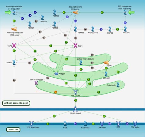 Immune response - Antigen presentation by MHC class I Pathway Map - PrimePCR | Life Science ...