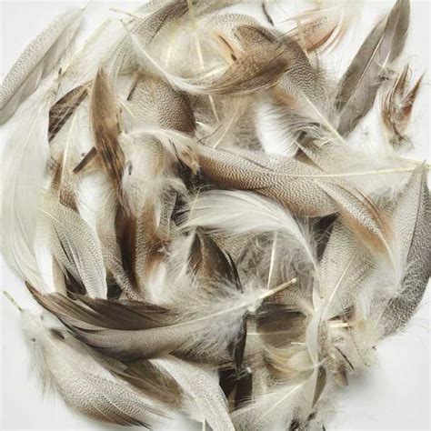 Natural Duck Feathers Natural