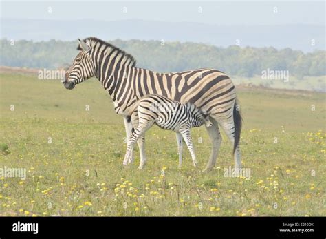 Safari. Lalibela Game Reserve. South Africa Stock Photo - Alamy