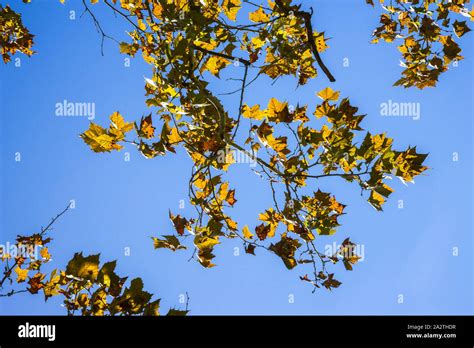 Sycamore tree leaves hi-res stock photography and images - Alamy