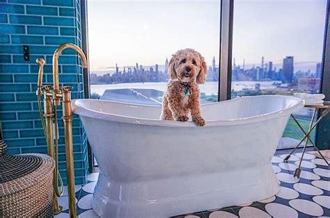 10 Pet Friendly Hotels in the US With Outstanding Facilities and Service