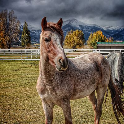 Nokota® Horse Preservation Breeder | A Painted View | Horse Ranch in ...