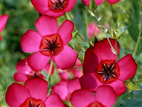 Scarlet Flax Information - Tips For Growing Scarlet Flax Wildflowers