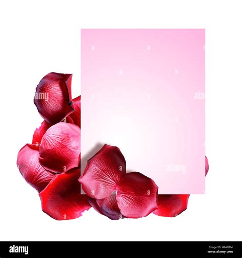 Blank greeting card between red rose petals on white background Stock Photo - Alamy