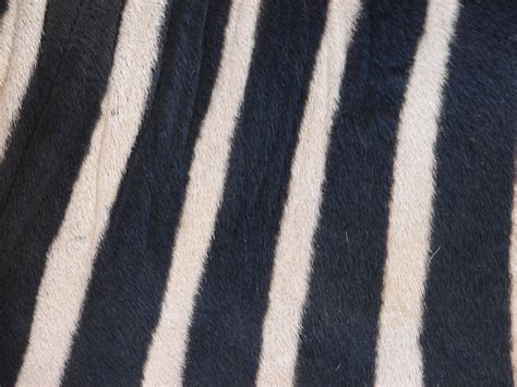 Striped Zebra Coat Texture 2 by FantasyStock on DeviantArt