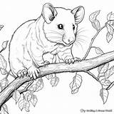 Possum Coloring Pages  Free & Printable sketch template